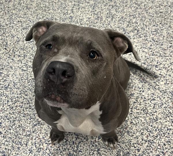 Charlie, a Adoptable mixed breed in Golden, CO image 3/4