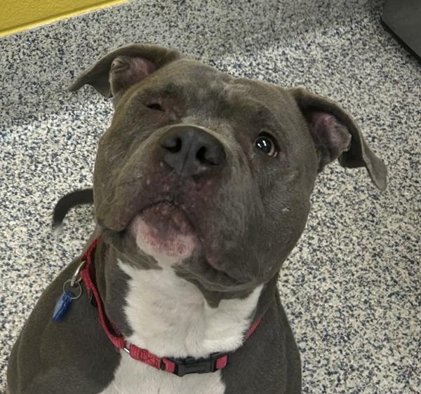 Charlie, a Adoptable mixed breed in Golden, CO image 4/4