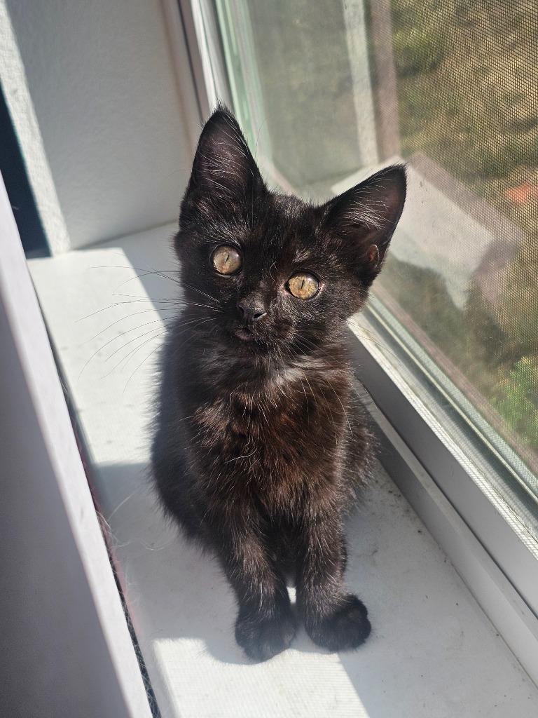 Pixie, Adoptable, Kitten Female Domestic Short Hair.