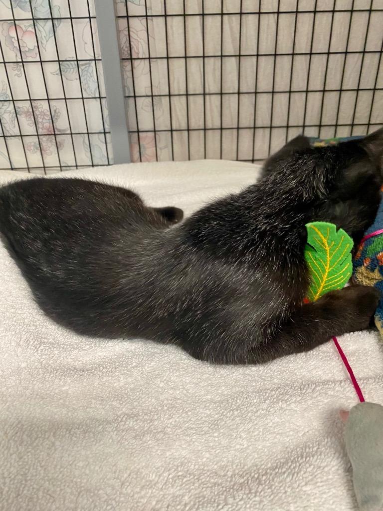 Enlarge Pixie, a Adoptable mixed breed in Grants Pass, OR image 2/6
