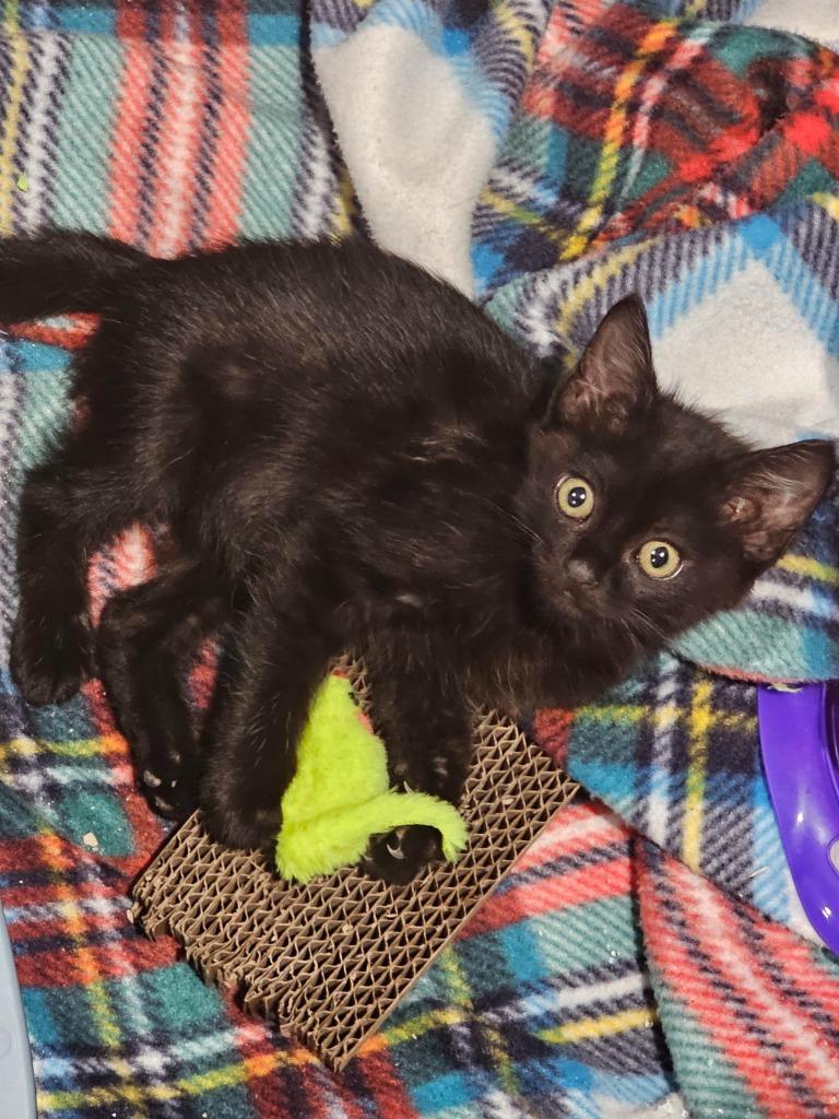 Pixie, a Adoptable mixed breed in Grants Pass, OR image 3/3