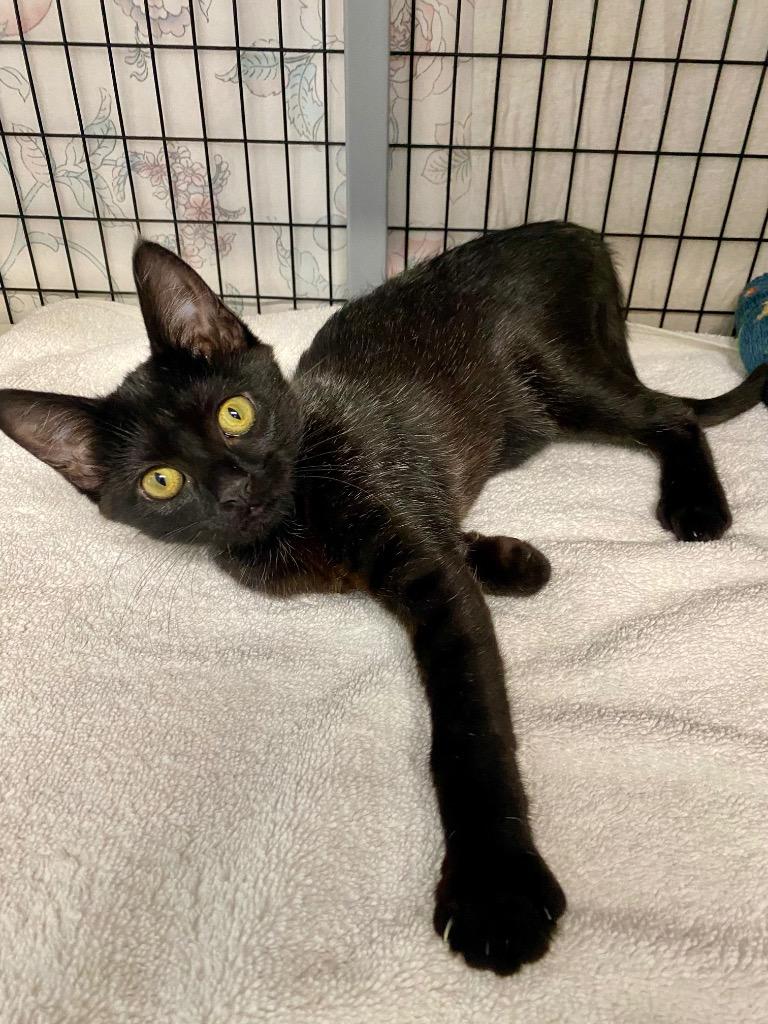 Enlarge Pixie, a Adoptable mixed breed in Grants Pass, OR image 5/6