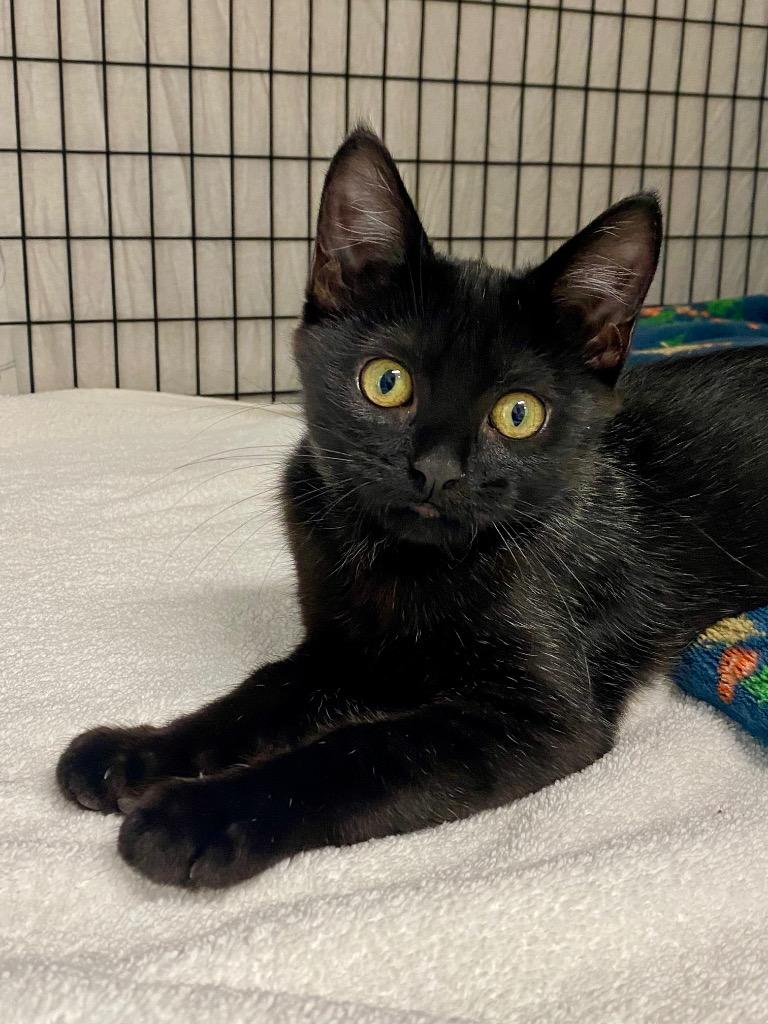 Enlarge Pixie, a Adoptable mixed breed in Grants Pass, OR image 6/6