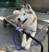Mateo, a Adoptable Siberian Husky in Reno, NV image 1/5