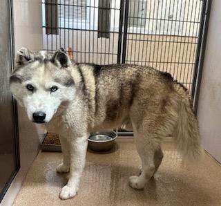 Mateo, a Adoptable Siberian Husky in Reno, NV image 2/5