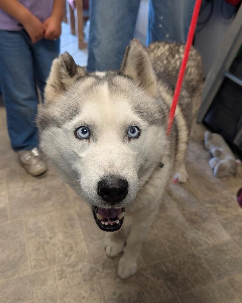 Mateo, a Adoptable Siberian Husky in Reno, NV image 3/5