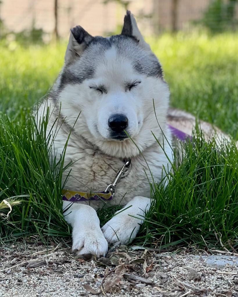 Mateo, a Adoptable Siberian Husky in Reno, NV image 4/5