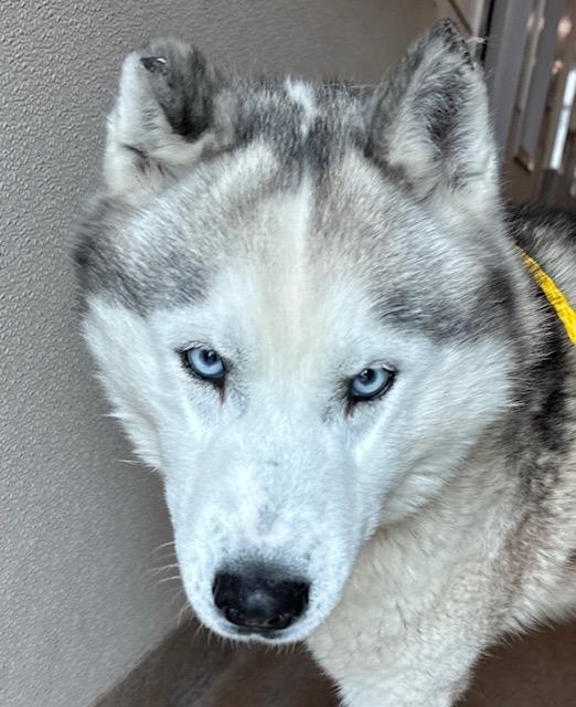 Mateo, a Adoptable Siberian Husky in Reno, NV image 5/5