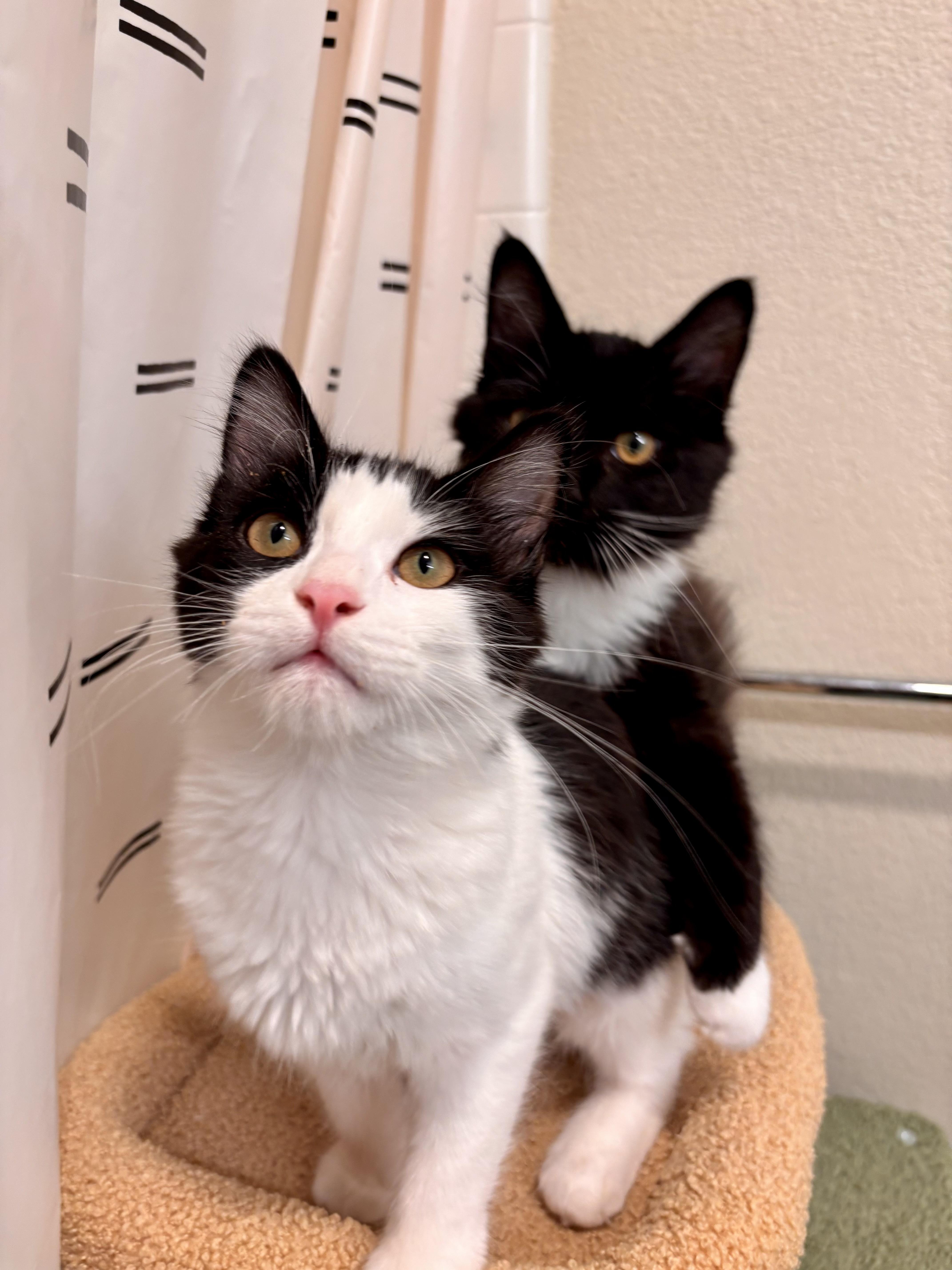 Enlarge Kaya (bonded with Koda), a ADOPTABLE mixed breed in San Jose, CA image 2/4