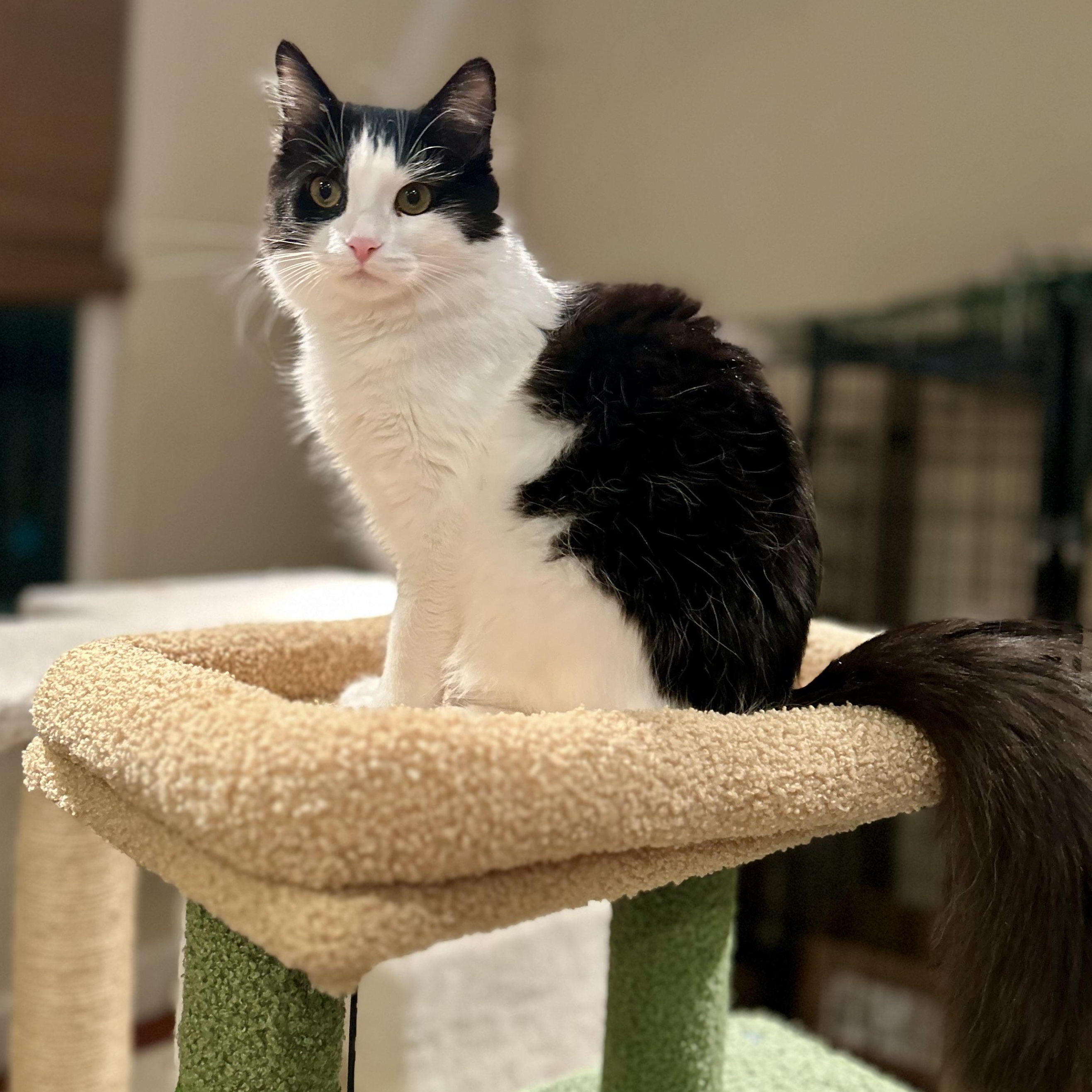 Kaya (bonded with Koda), ADOPTABLE, Young Female Tuxedo & Domestic Medium Hair.