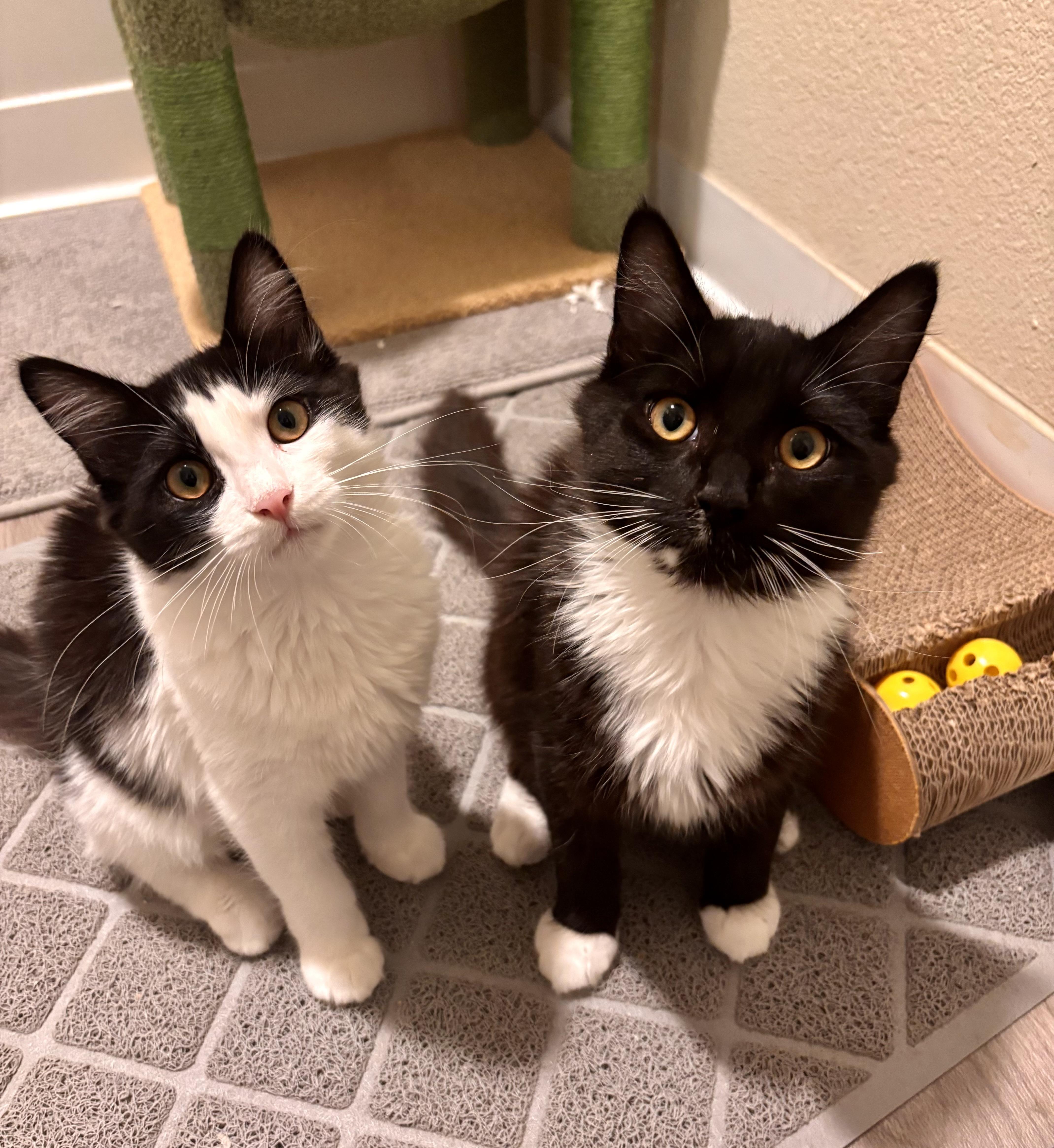 Enlarge Kaya (bonded with Koda), a ADOPTABLE mixed breed in San Jose, CA image 3/4