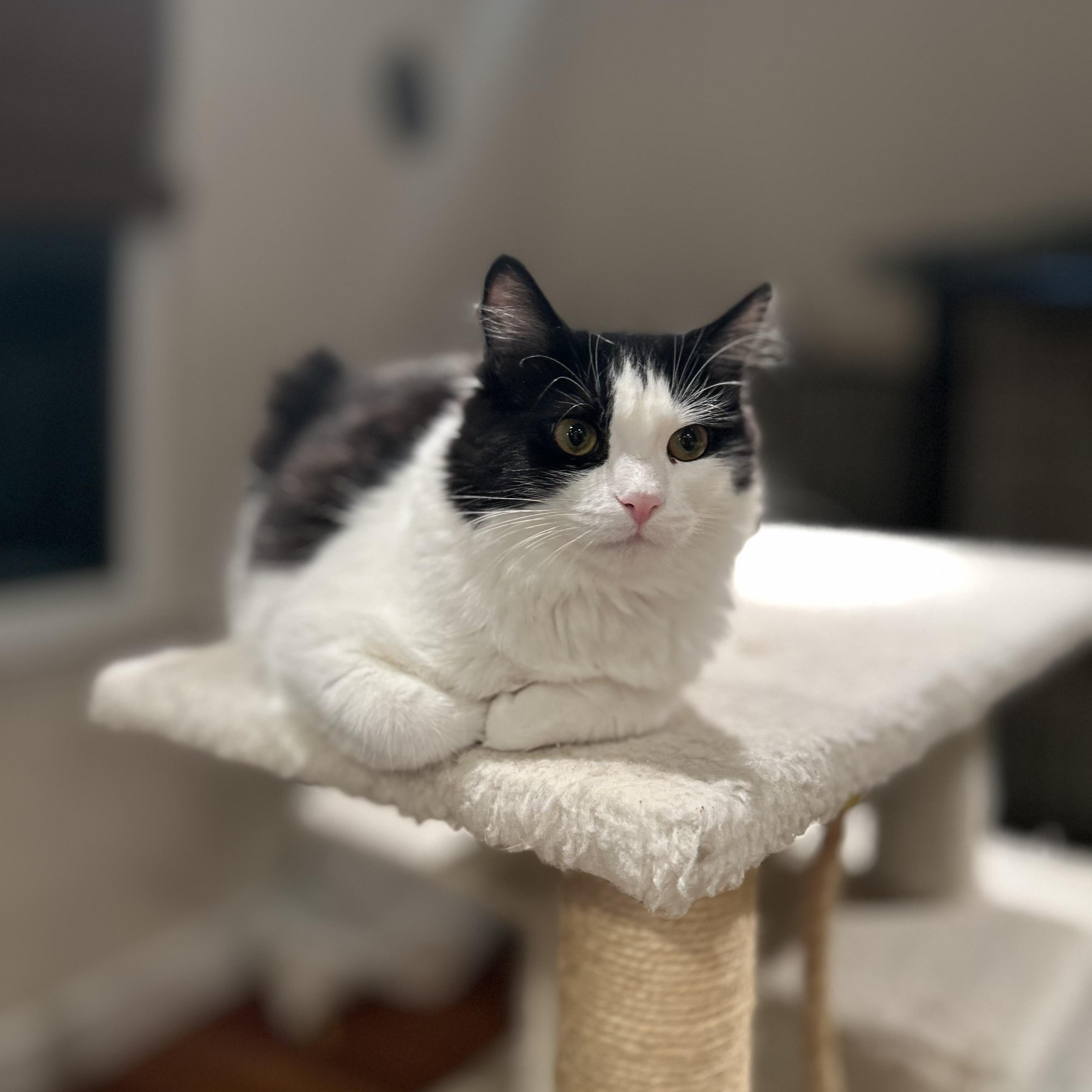 Enlarge Kaya (bonded with Koda), a ADOPTABLE mixed breed in San Jose, CA image 4/4