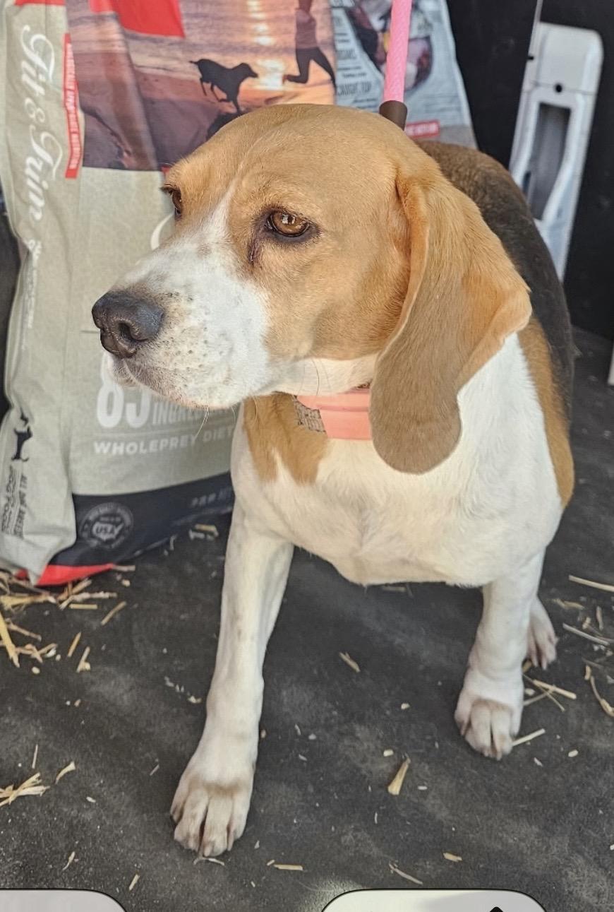 Enlarge Betty, a ADOPTABLE Beagle in Muskogee, OK image 1/4