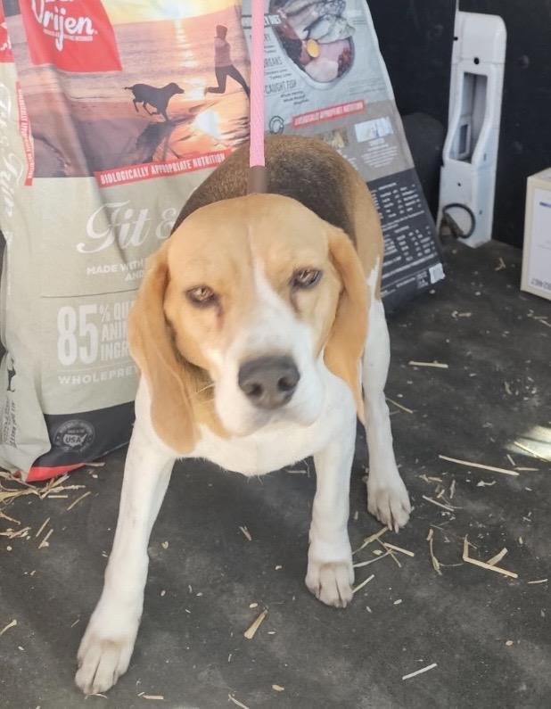 Enlarge Betty, a ADOPTABLE Beagle in Muskogee, OK image 3/4