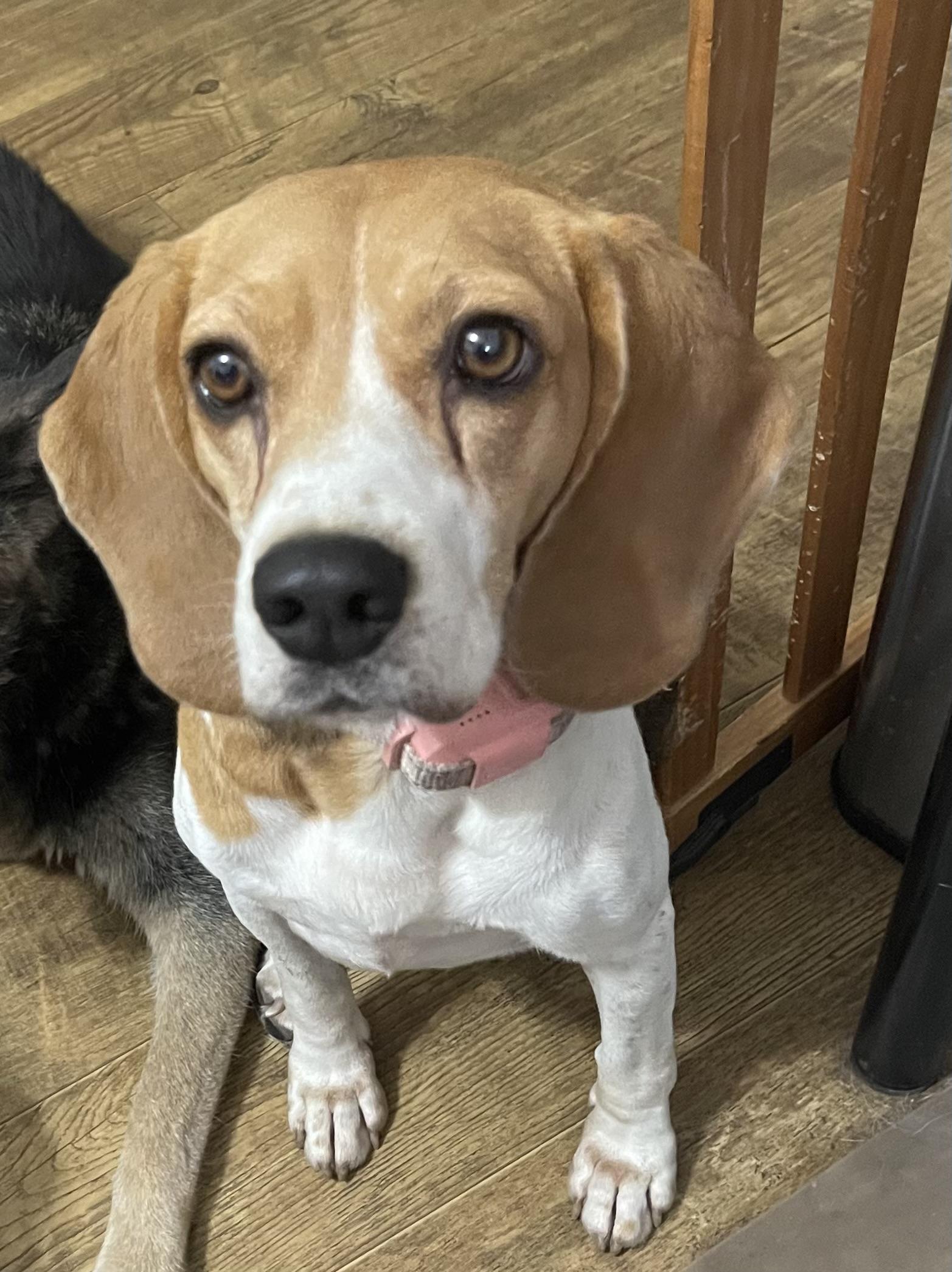 Enlarge Betty, a ADOPTABLE Beagle in Muskogee, OK image 4/4