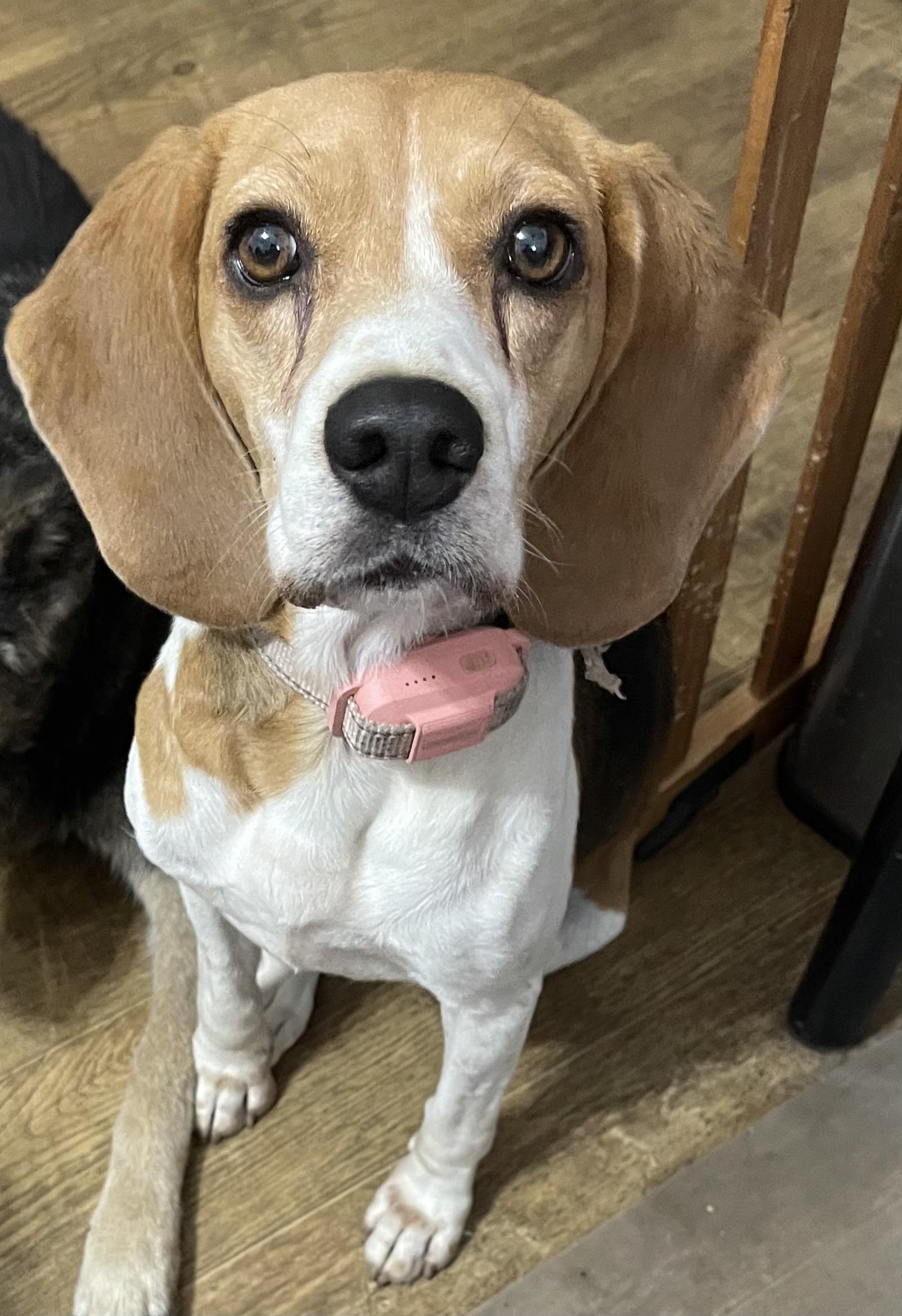 Enlarge Betty, a ADOPTABLE Beagle in Muskogee, OK image 2/4