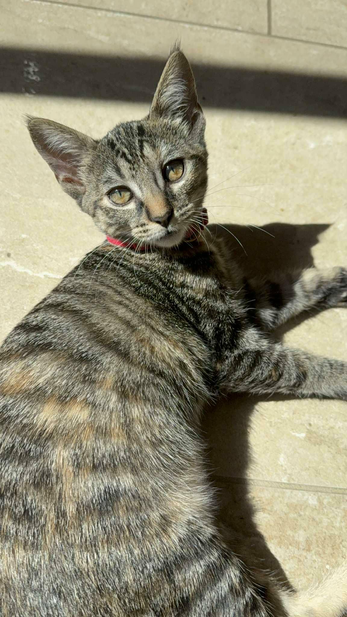 Luna, a Adoptable mixed breed in San Jose, CA image 5/6