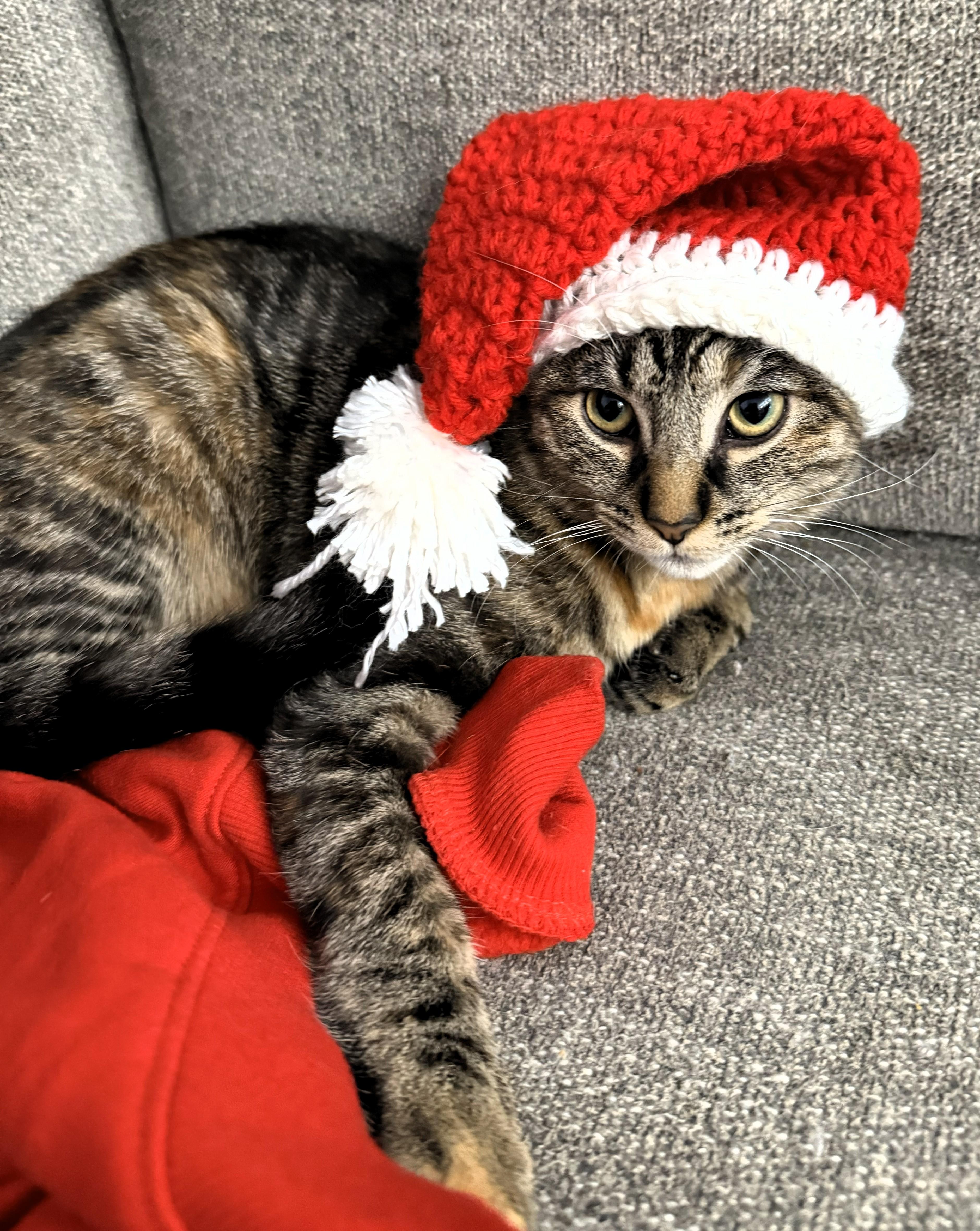 Luna, Adoptable, Kitten Female American Shorthair & Domestic Short Hair.