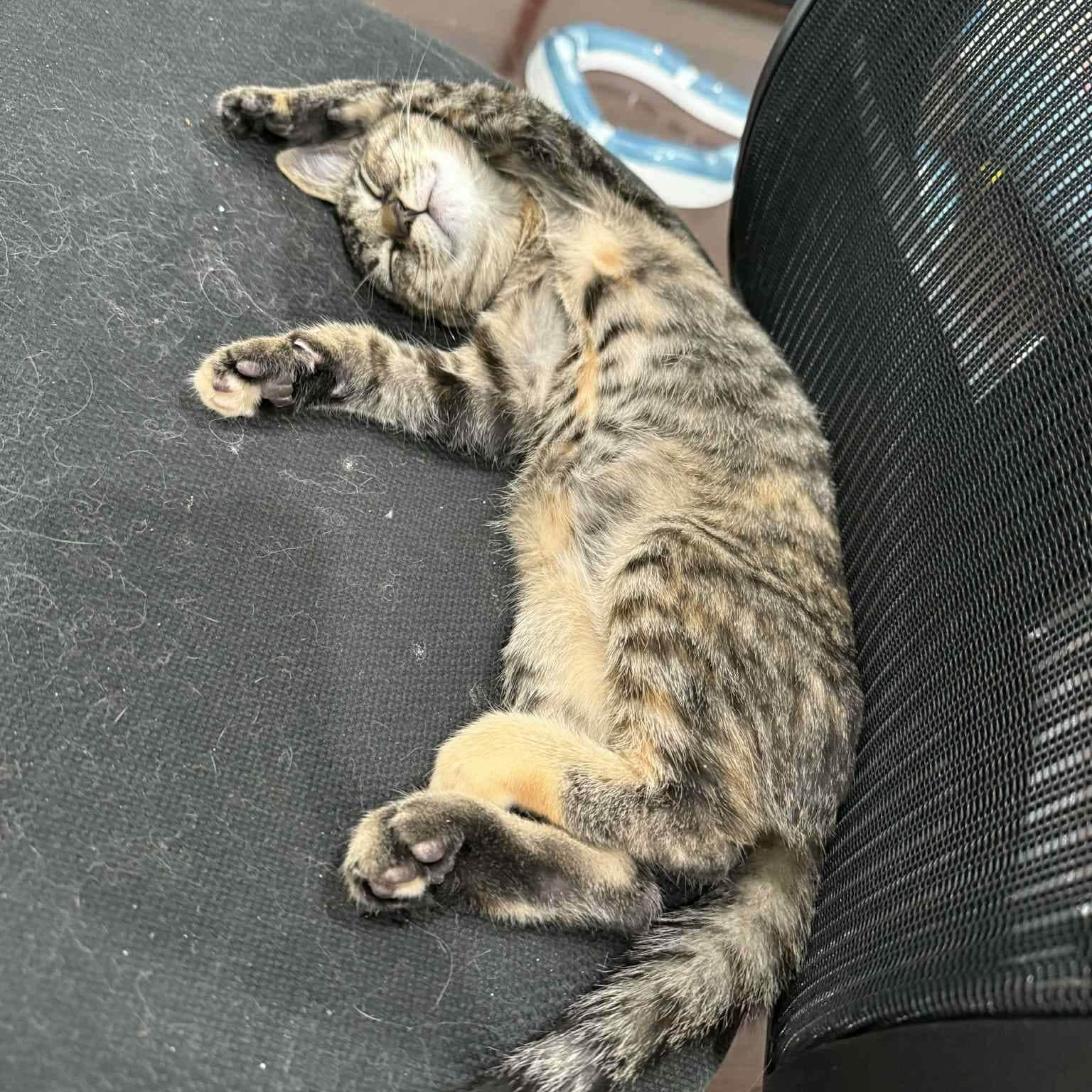 Luna, a Adoptable mixed breed in San Jose, CA image 4/6