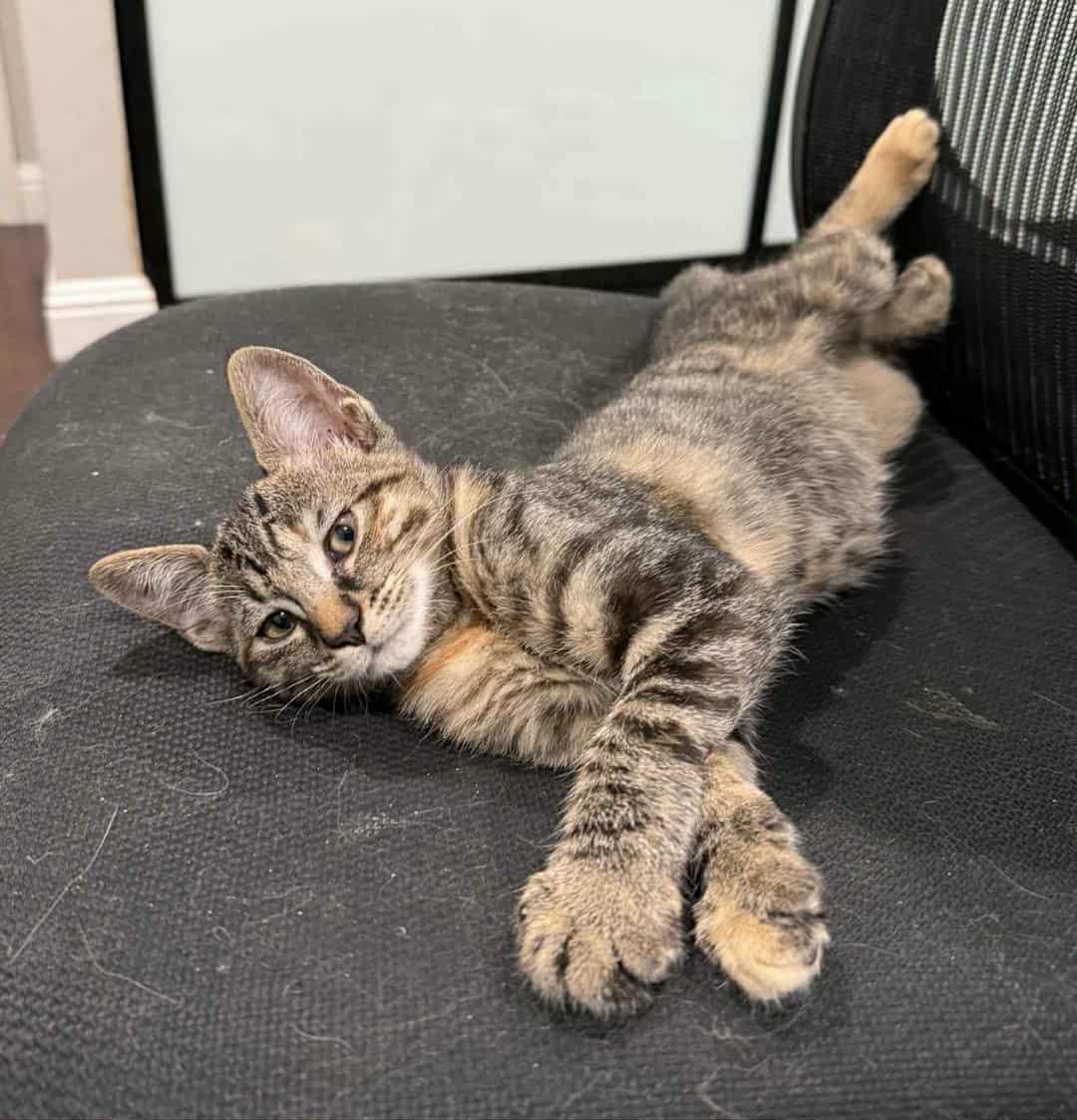 Luna, a Adoptable mixed breed in San Jose, CA image 1/6