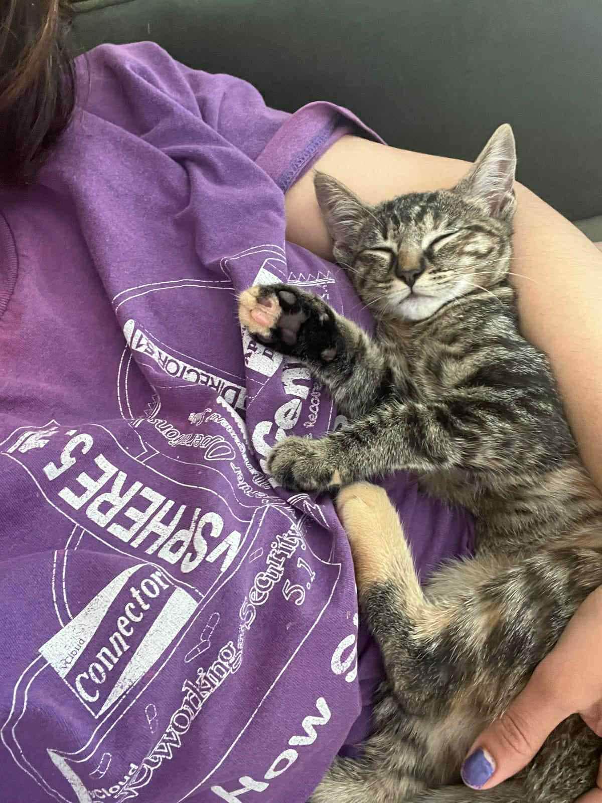 Luna, a Adoptable mixed breed in San Jose, CA image 3/6