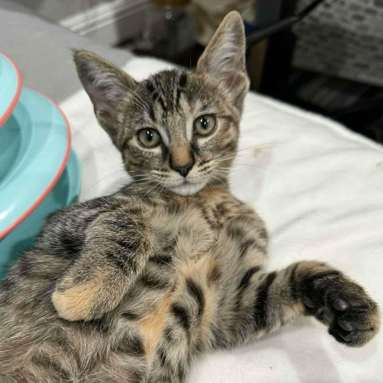 Luna, Adoptable, Kitten Female American Shorthair & Domestic Short Hair.