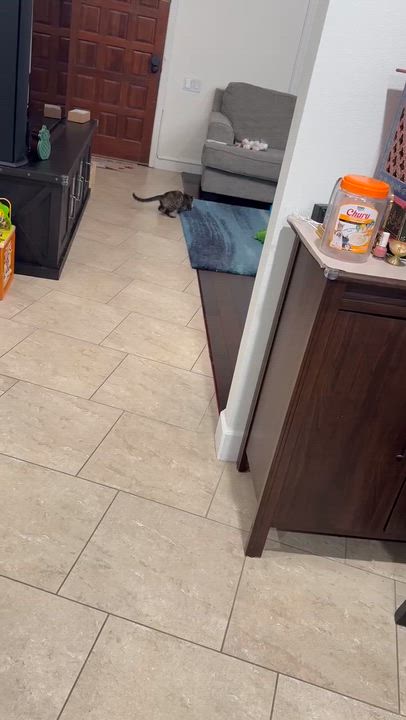 Enlarge Luna, a Adoptable mixed breed in San Jose, CA video 6/6