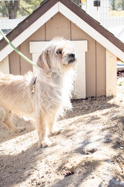 Lady, Adoptable, Adult Female Terrier & Mixed Breed.