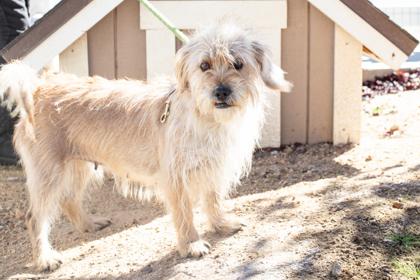 Lady, a Adoptable mixed breed in Lebec, CA image 2/2
