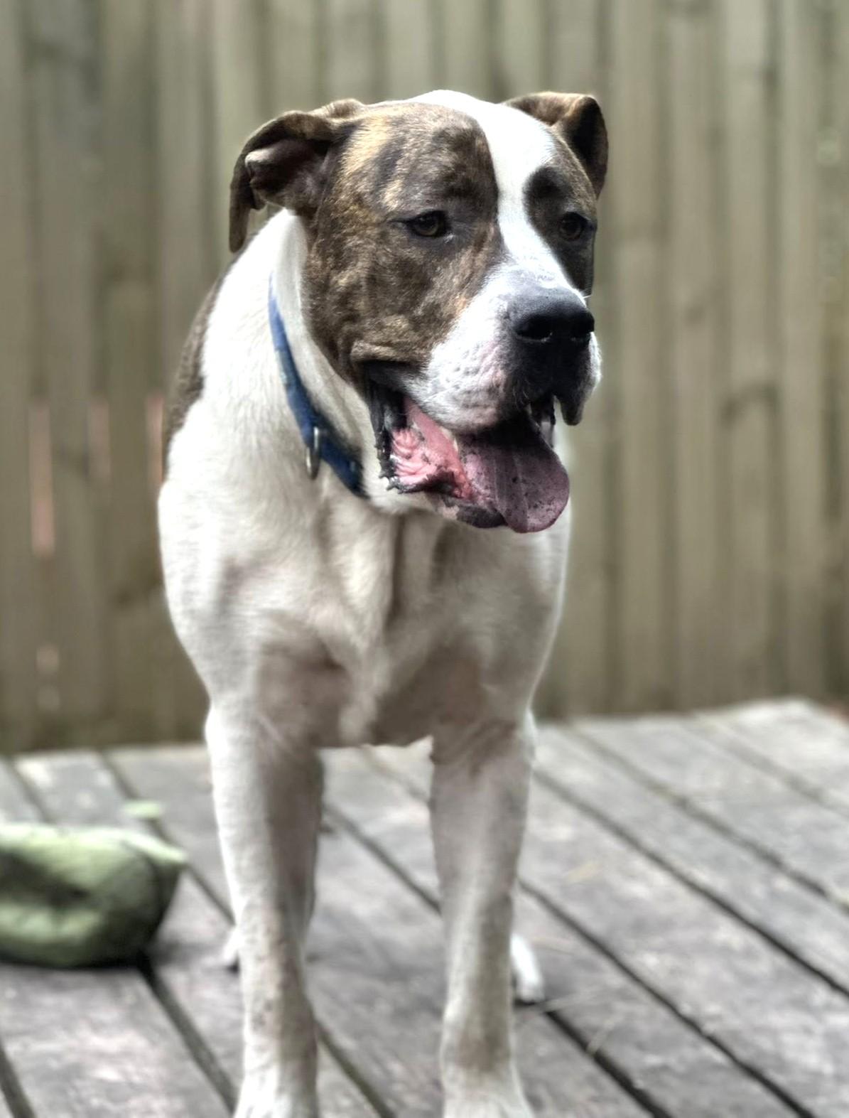 Cupid, a Adoptable mixed breed in Savannah, GA image 2/5
