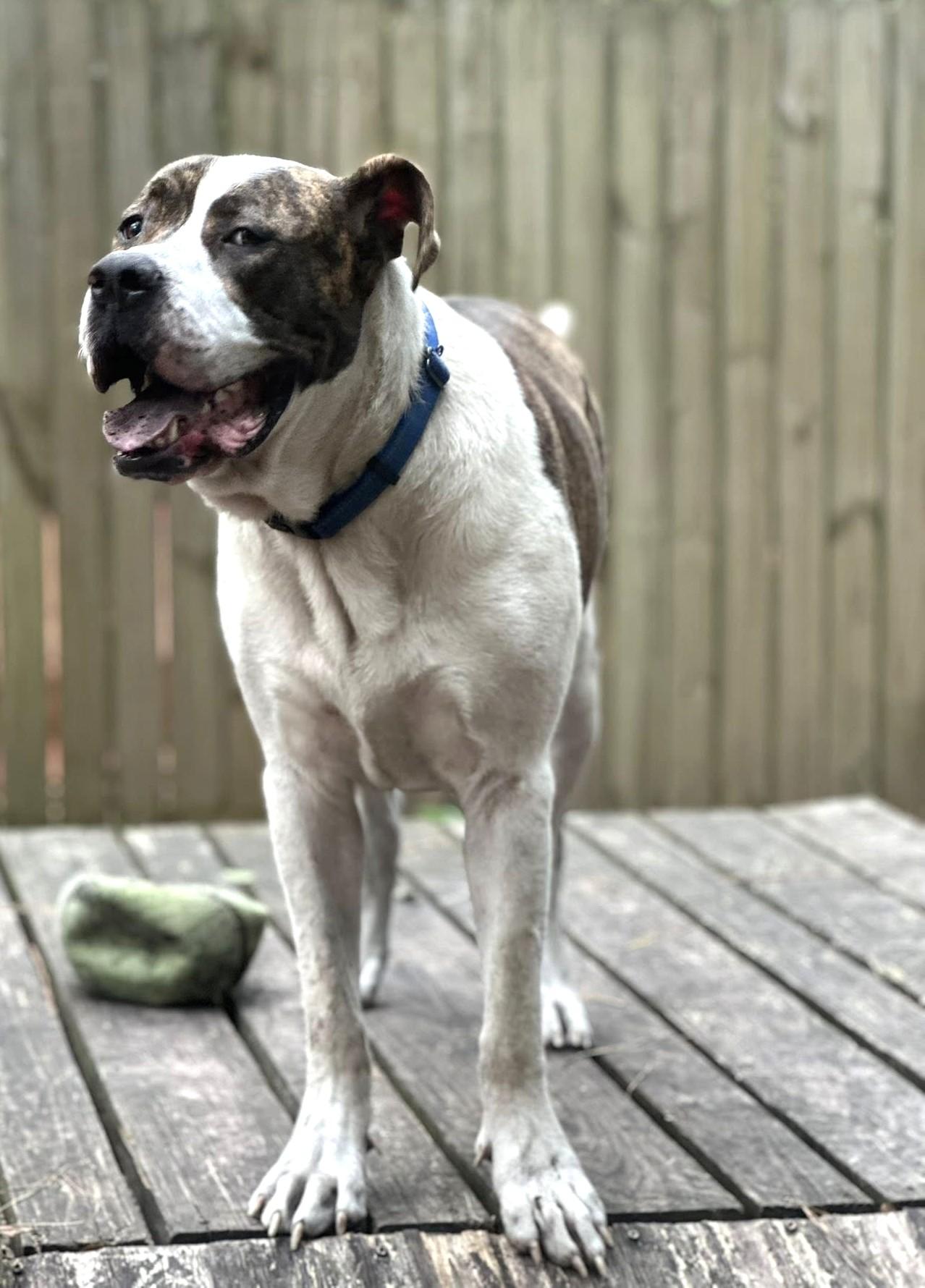 Cupid, a Adoptable mixed breed in Savannah, GA image 3/5