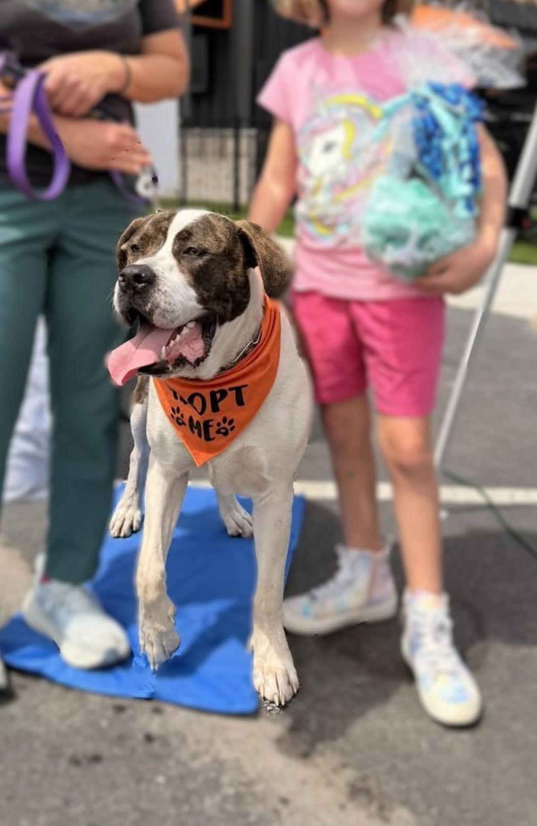 Cupid, a Adoptable mixed breed in Savannah, GA image 4/5