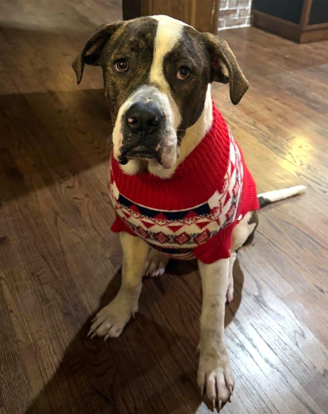 Cupid, a Adoptable mixed breed in Savannah, GA image 5/5