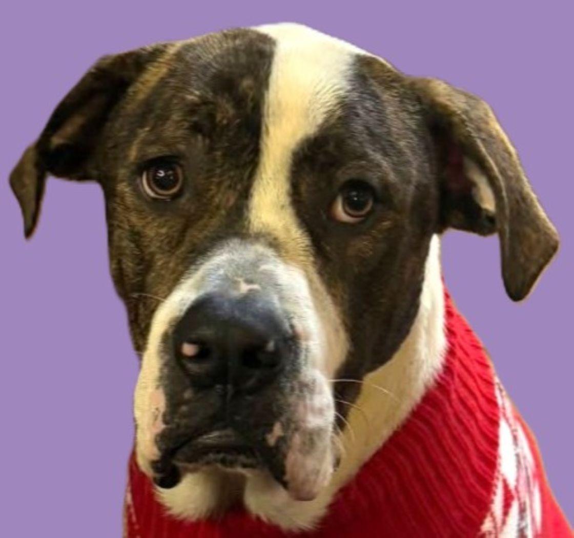 Cupid, Adoptable, Young Male Mastiff & Pit Bull Terrier.