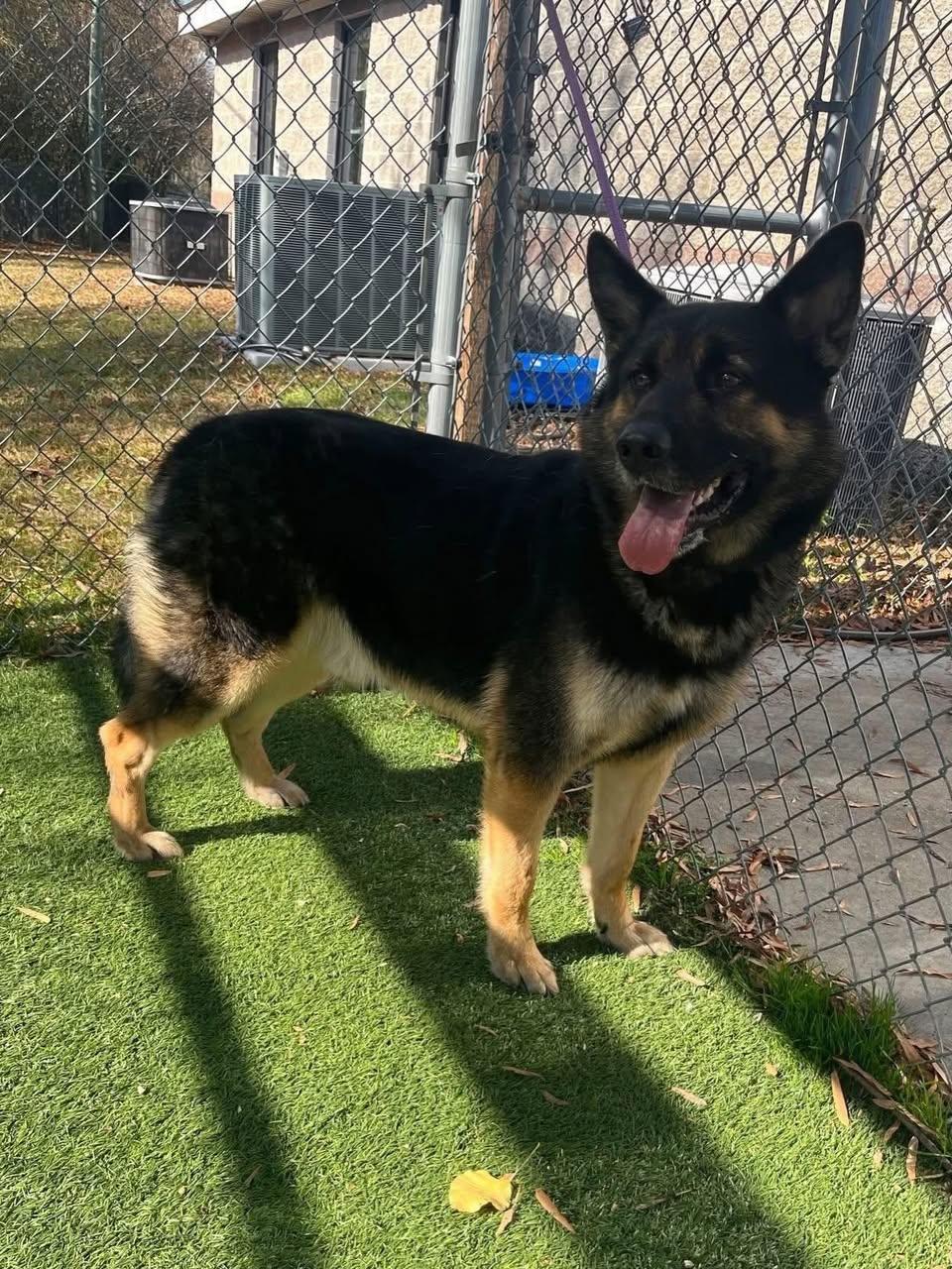 Enlarge Rocky, an adopted German Shepherd Dog in St. Albans, VT image 4/4