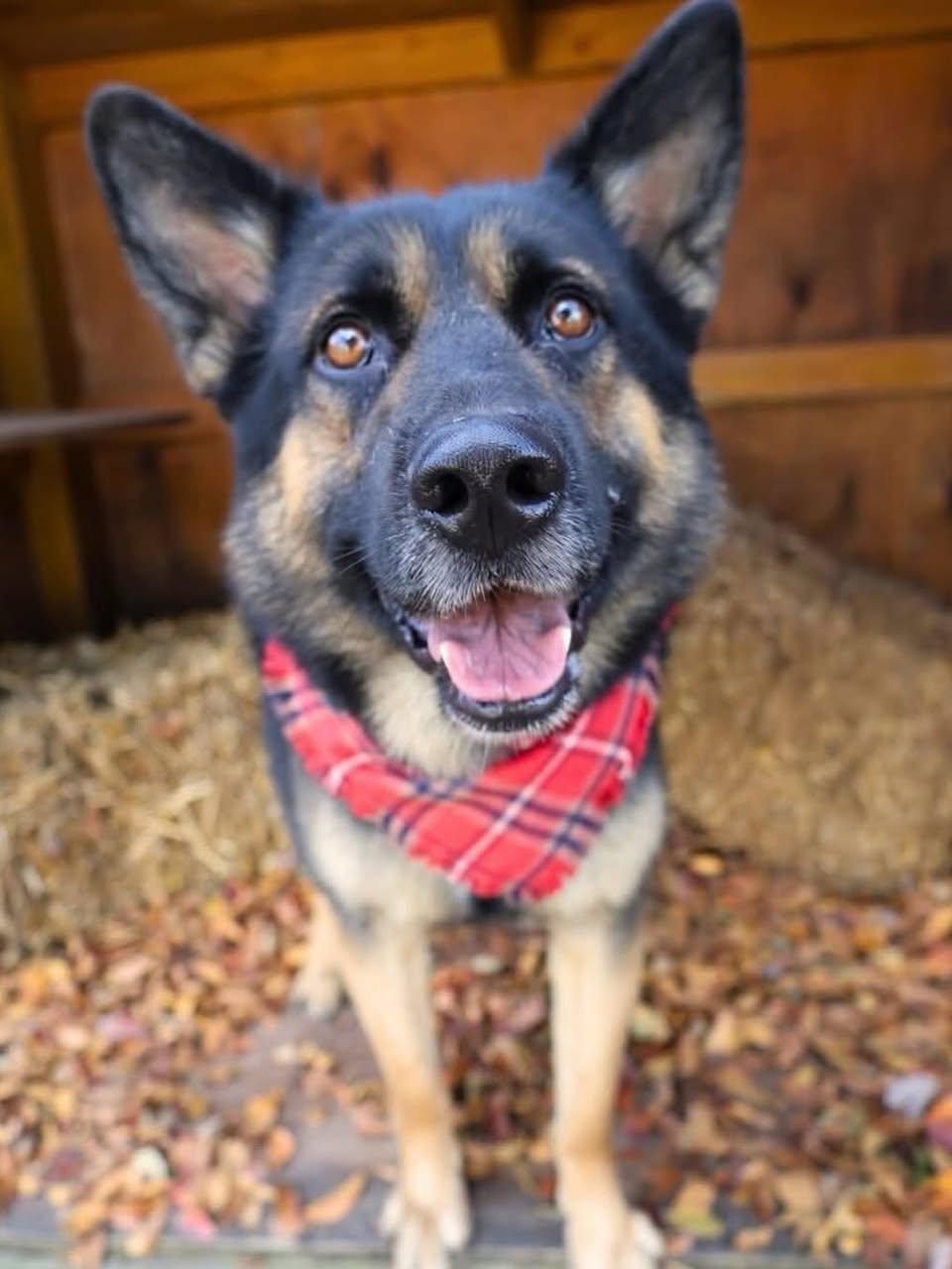 Rocky, adopted, Adult Male German Shepherd Dog.
