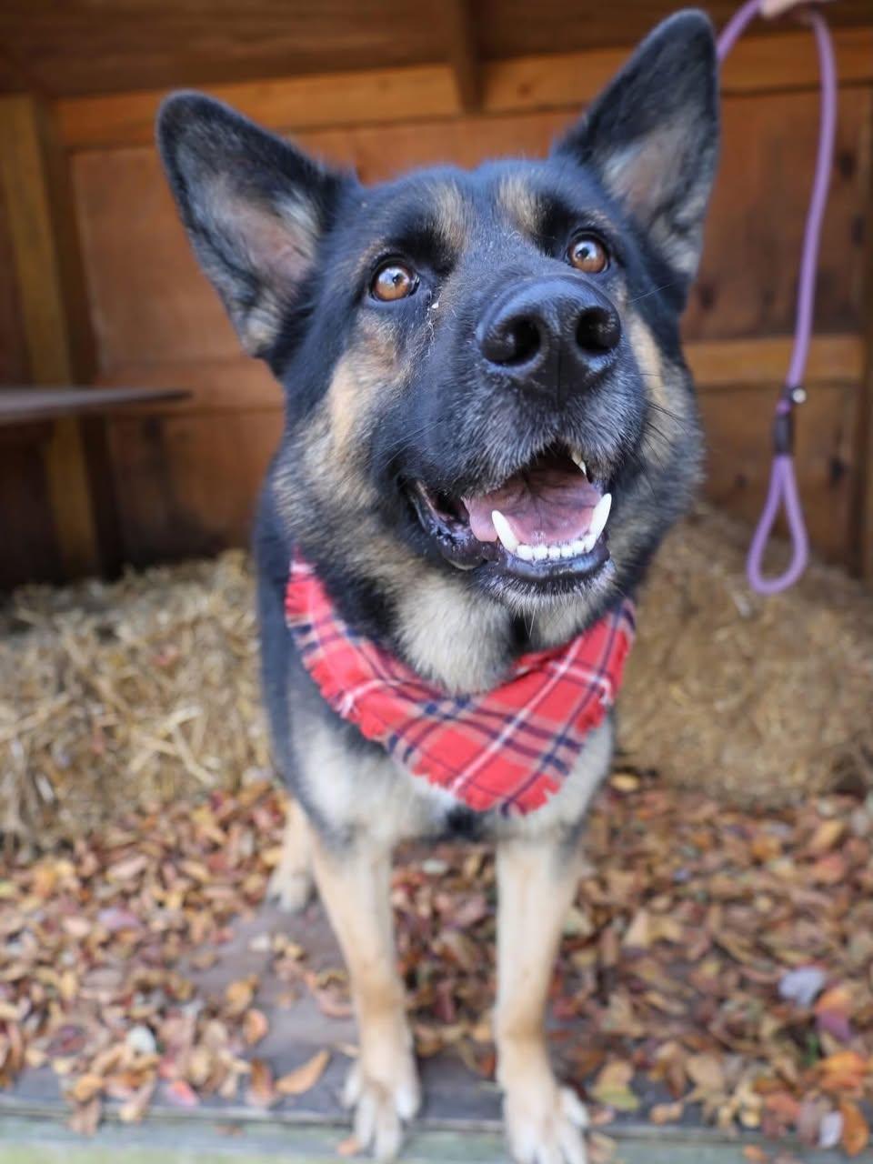 Enlarge Rocky, an adopted German Shepherd Dog in St. Albans, VT image 2/4