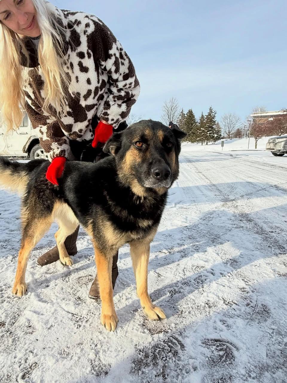 Enlarge Rocky, an adopted German Shepherd Dog in St. Albans, VT image 3/4
