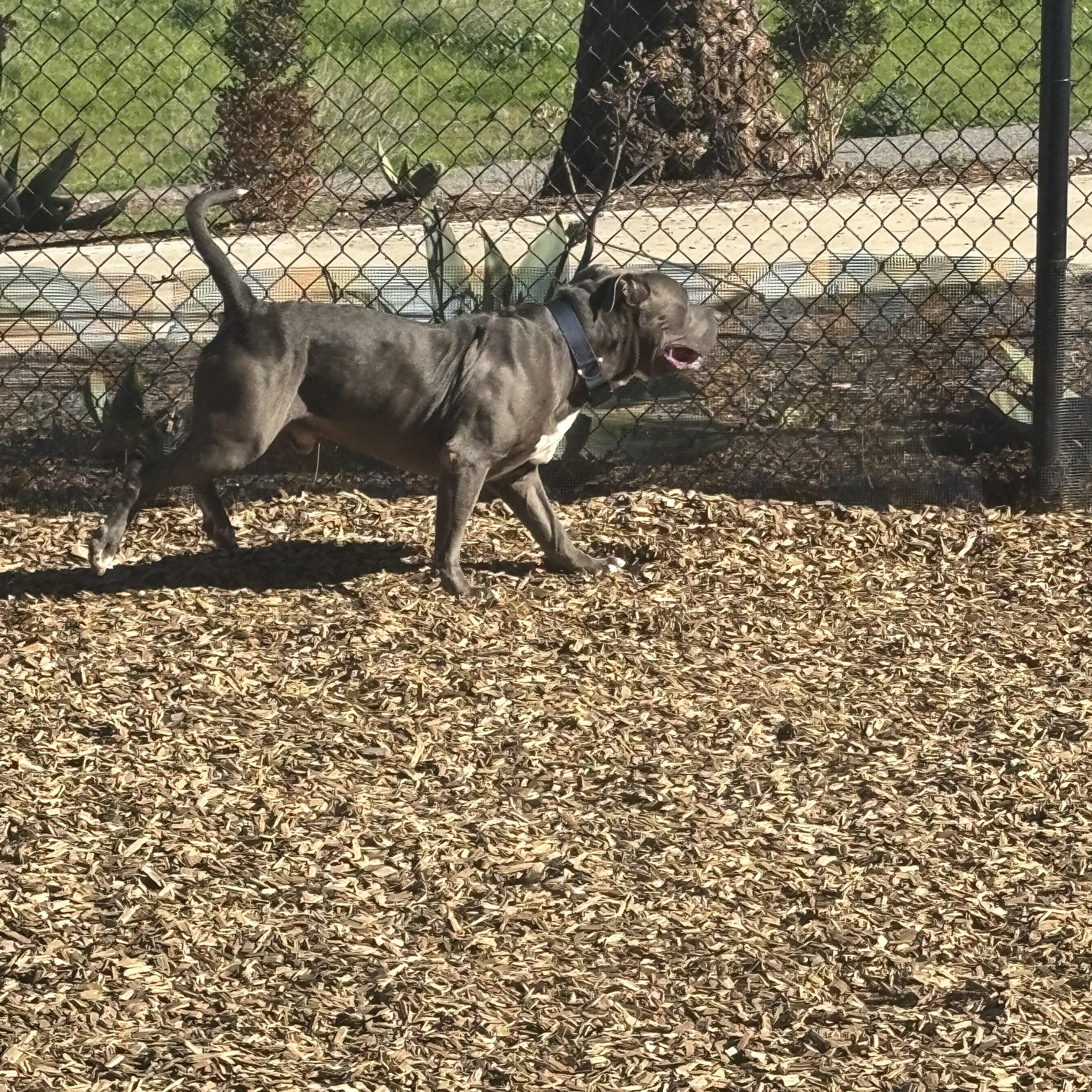 Enlarge Tankie, an adopted mixed breed in La Quinta , CA image 6/6