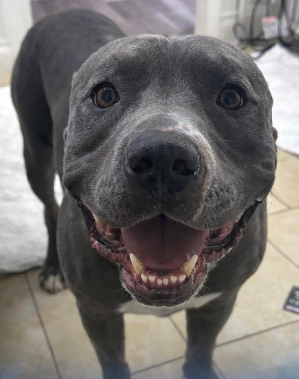 Tankie, Adoptable, Adult Male Pit Bull Terrier.