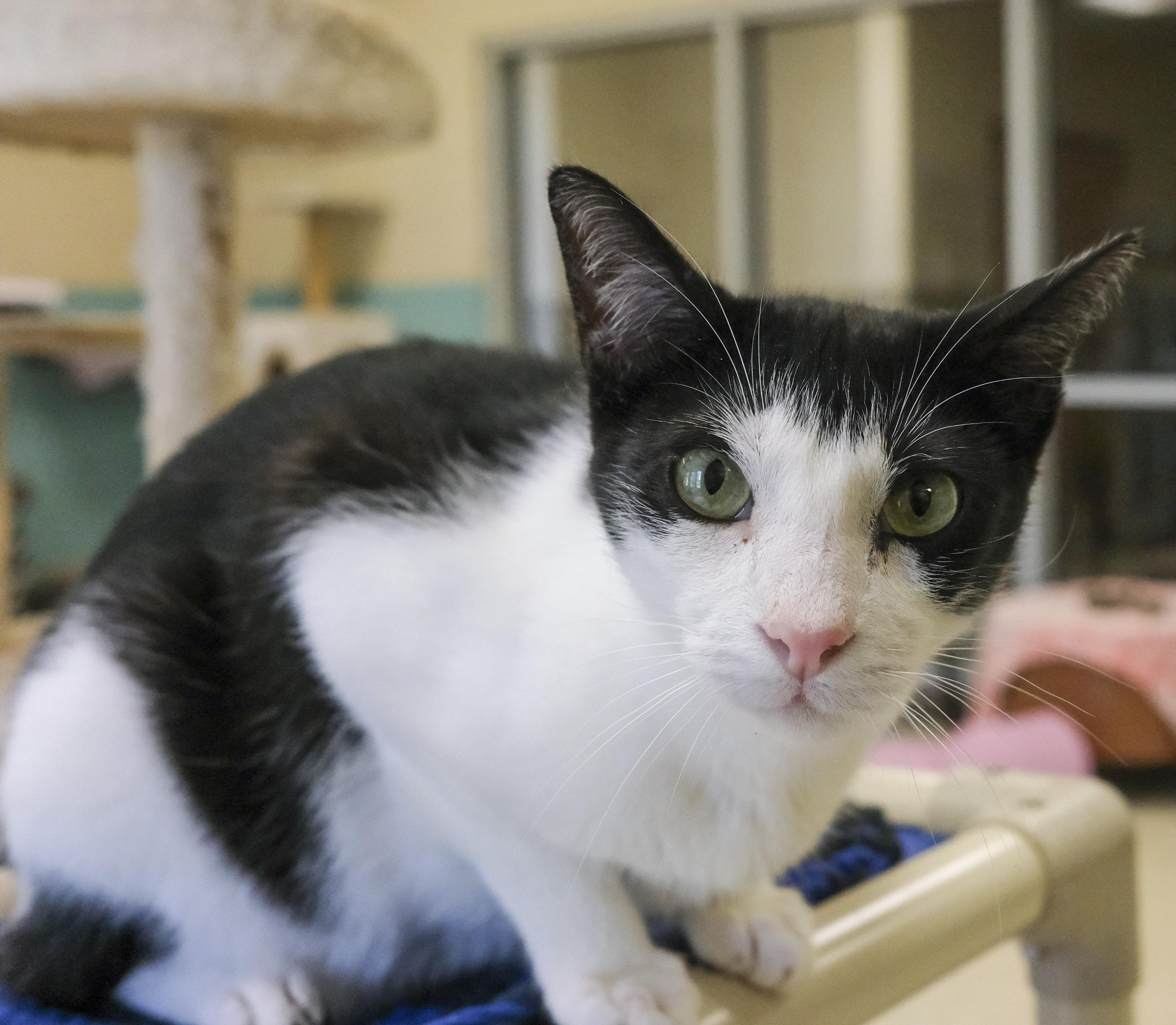 Enlarge Buzbee, a Adoptable American Shorthair in Harvey , LA image 2/3