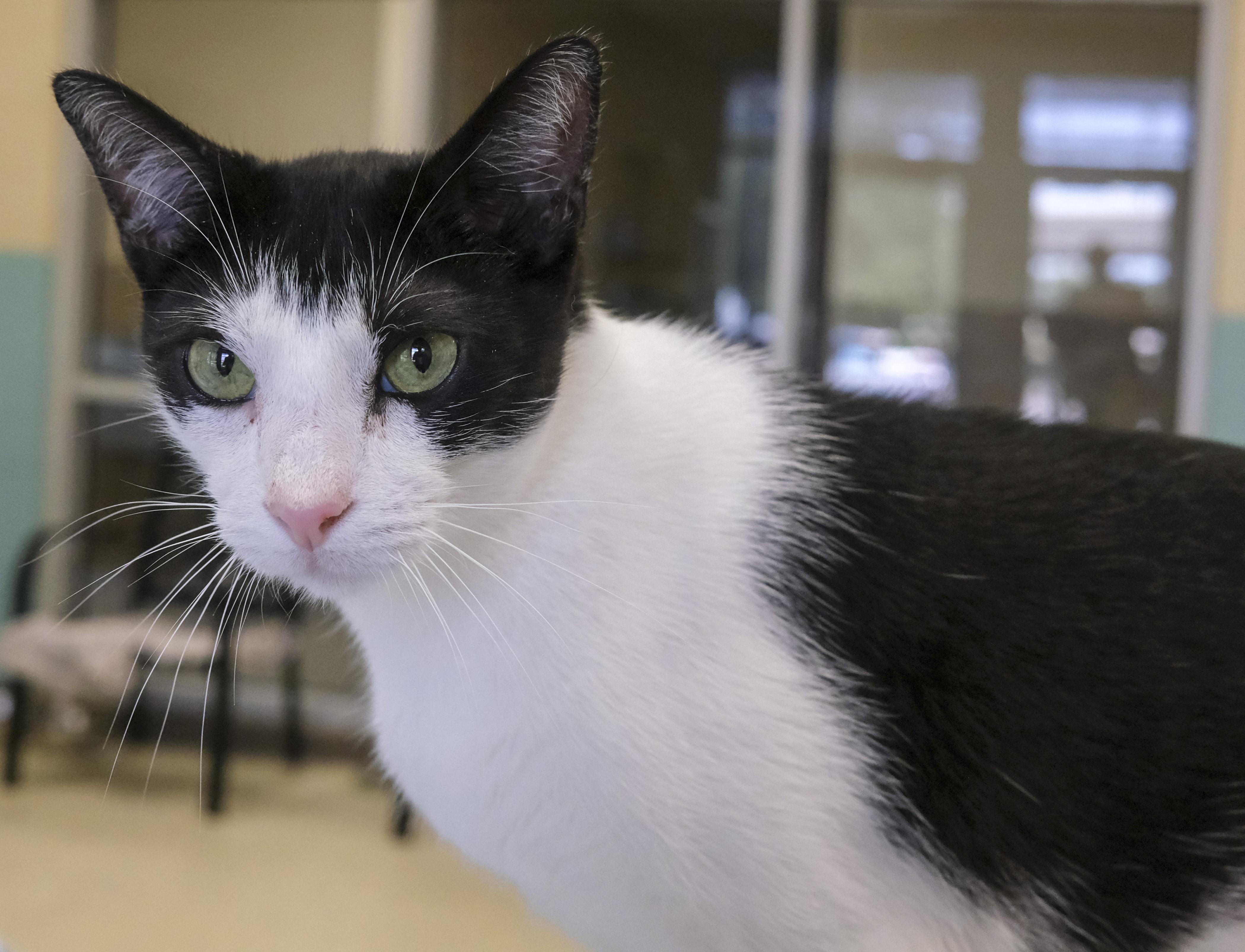 Enlarge Buzbee, a Adoptable American Shorthair in Harvey , LA image 3/3