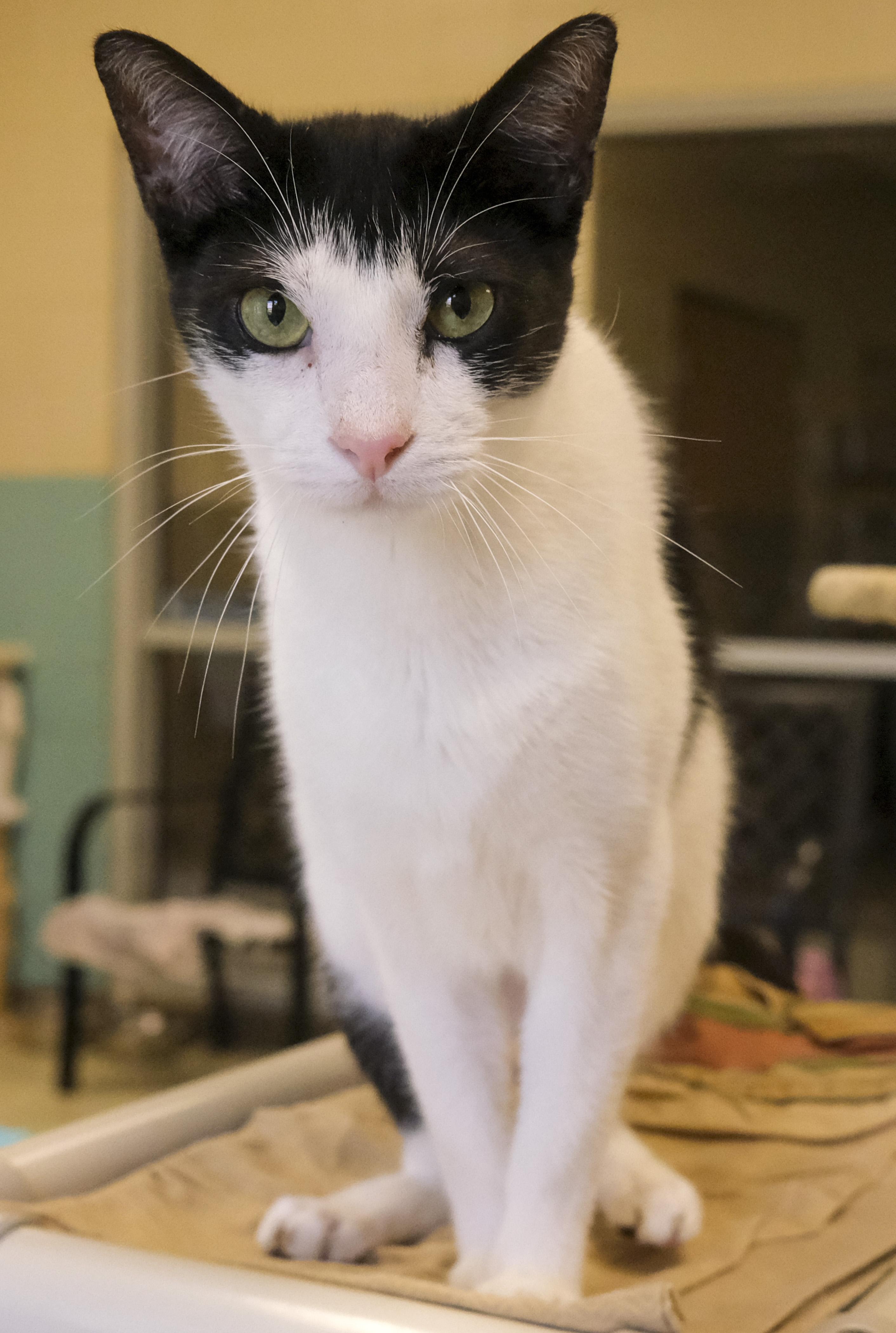 Buzbee, Adoptable, Adult Male American Shorthair.