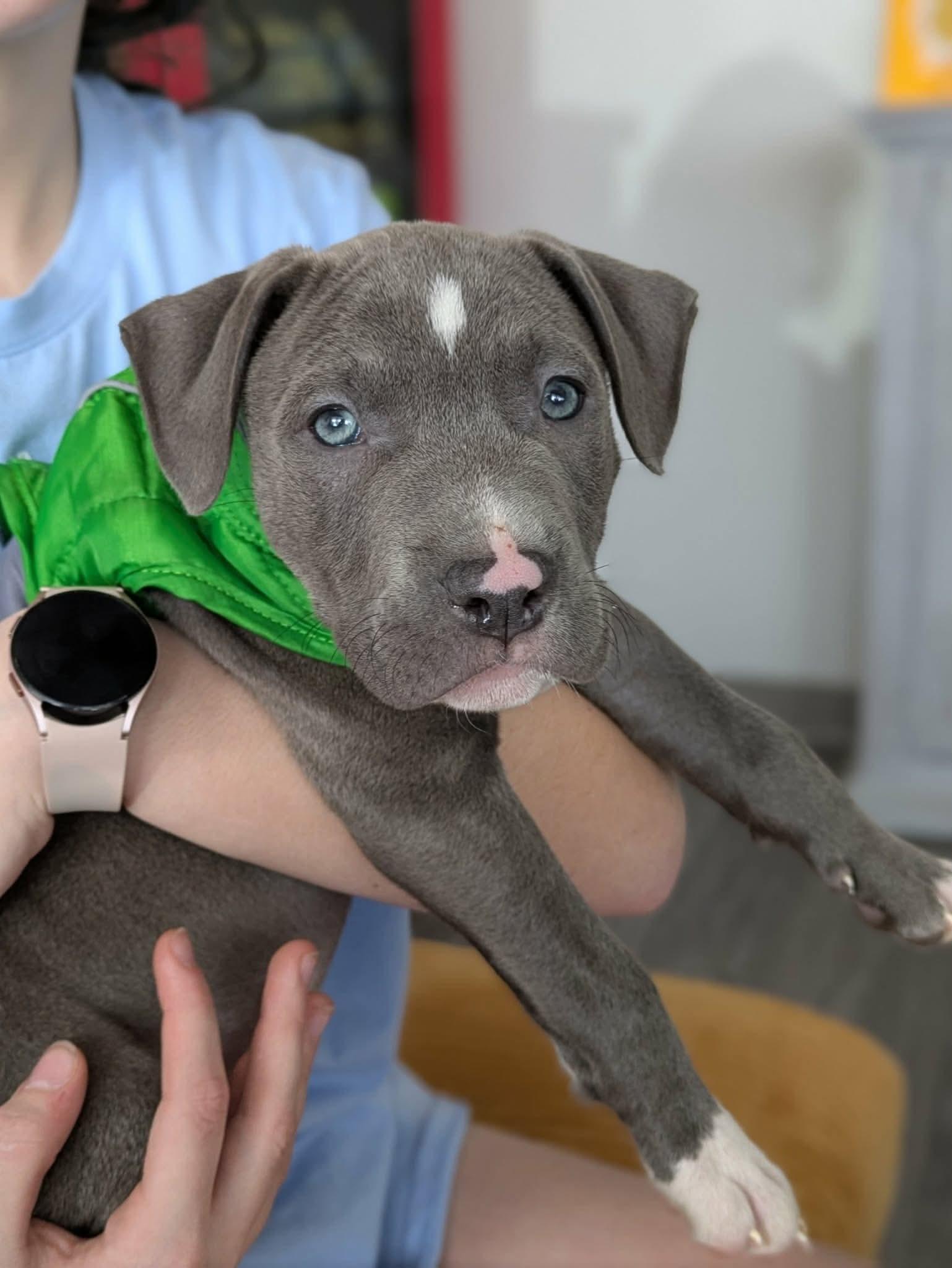 Enlarge Malcolm, a ADOPTABLE mixed breed in Clay, NY image 1/3