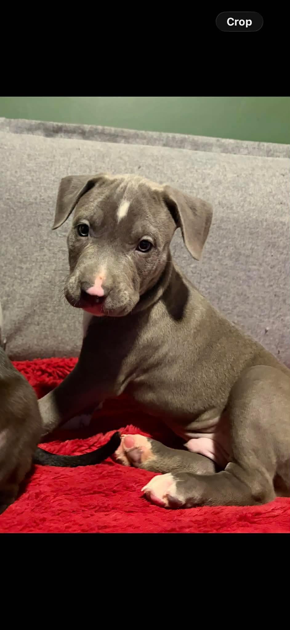 Enlarge Malcolm, a ADOPTABLE mixed breed in Clay, NY image 2/3