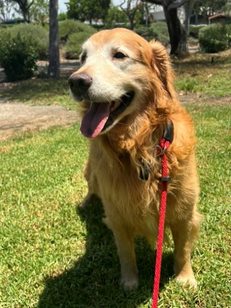 Enlarge Darrin, a ADOPTABLE Golden Retriever in Los Angeles, CA image 4/6