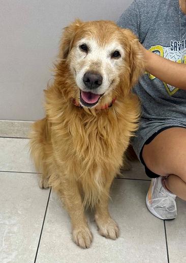 Enlarge Darrin, a ADOPTABLE Golden Retriever in Los Angeles, CA image 5/6