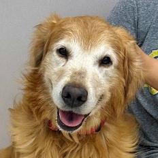 Darrin, ADOPTABLE, Adult Male Golden Retriever.