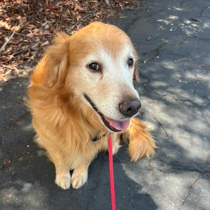 Enlarge Darrin, a ADOPTABLE Golden Retriever in Los Angeles, CA image 3/6