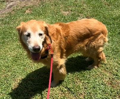 Enlarge Darrin, a ADOPTABLE Golden Retriever in Los Angeles, CA image 2/6